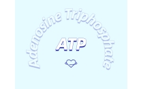 ATP對運動的作用：從力量到心臟